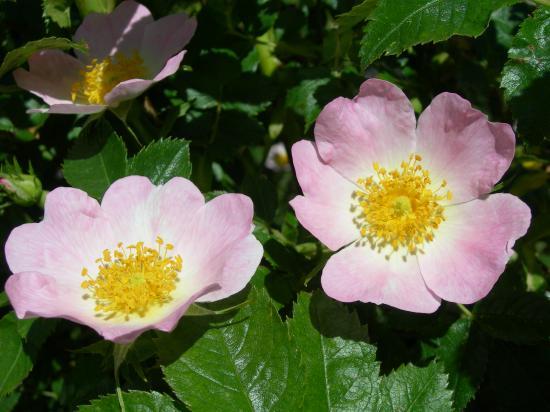 Flore