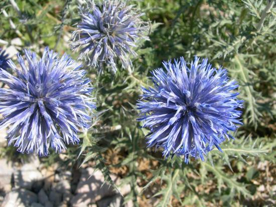 Flore