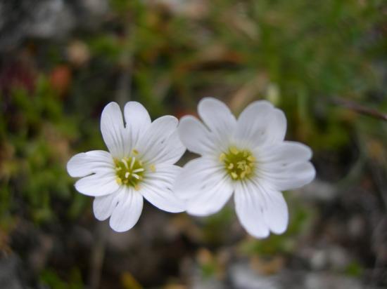 fleurs