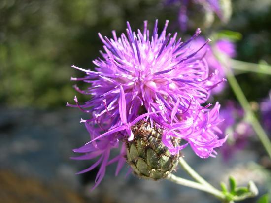 Flore