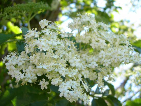 Flore