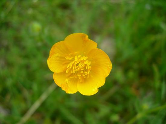 Bouton d'or
