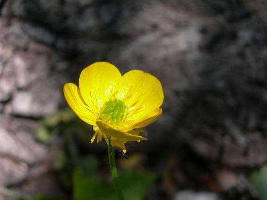 Flore