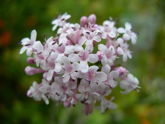 Fleurs